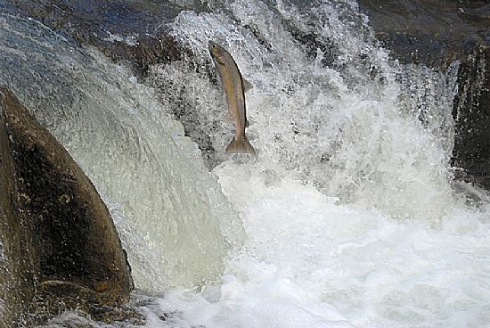 SALMONES REMONTANDO EL RIO SELLA